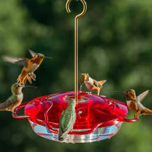 Little Flyer Hummingbird Feeder