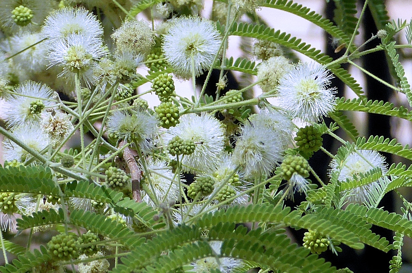 Feather tree (Lysiloma watsonii) - 5 gallon