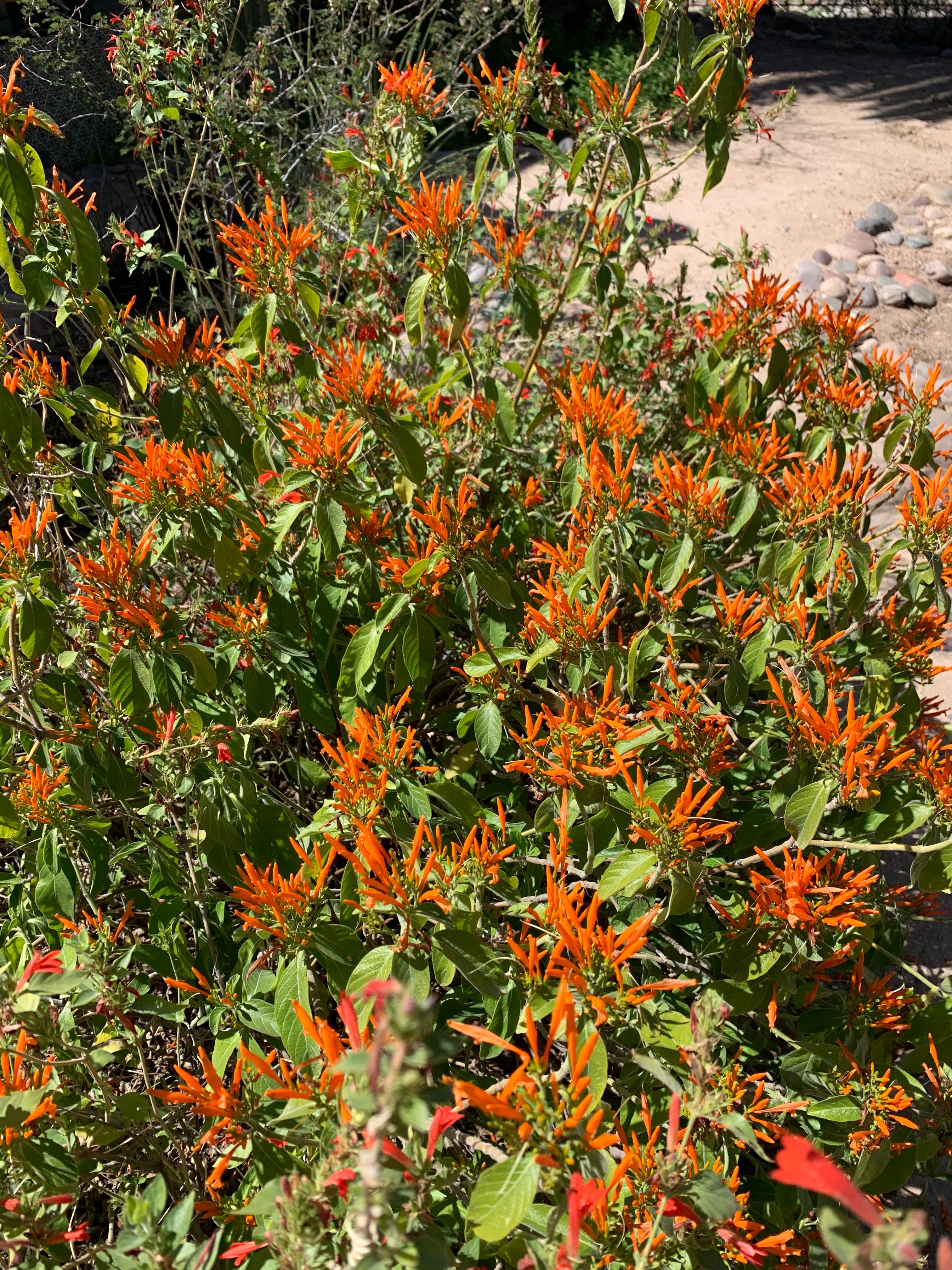 Mexican honeysuckle (Justicia spicigera) - 1 gallon