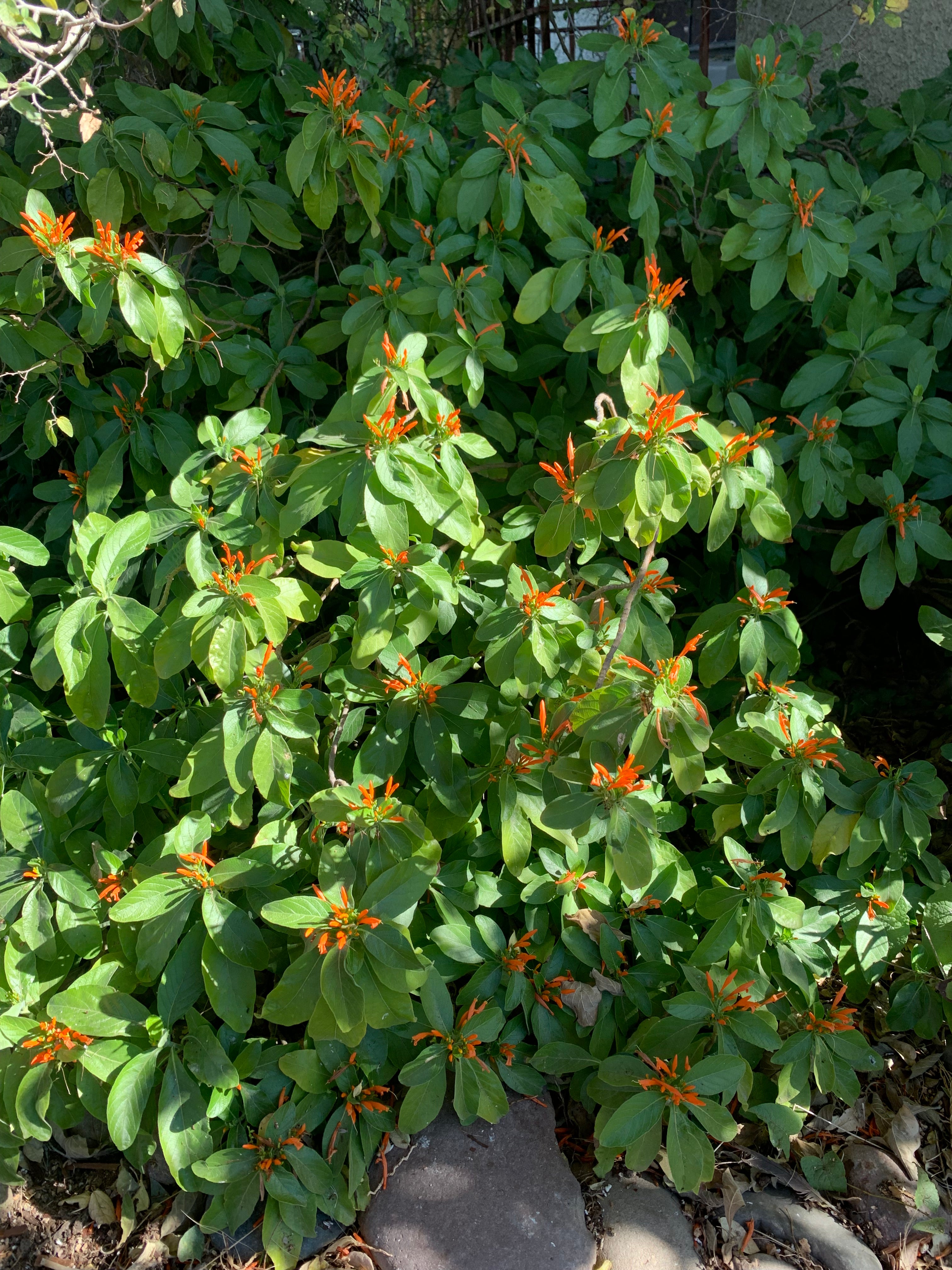 Mexican honeysuckle (Justicia spicigera) - 1 gallon