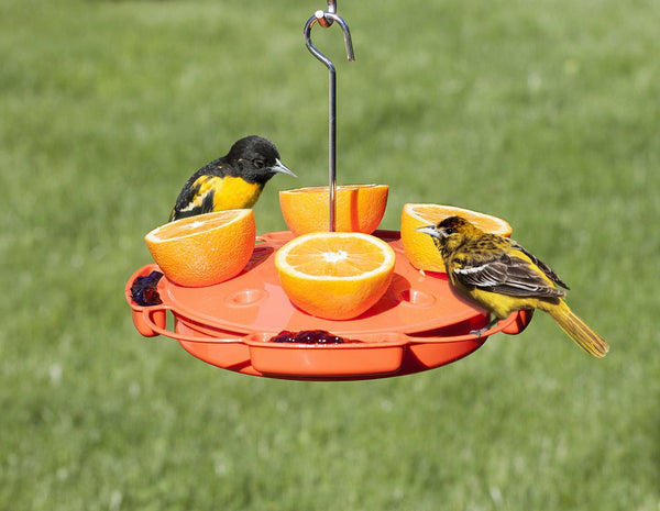 Ultimate Oriole Feeder