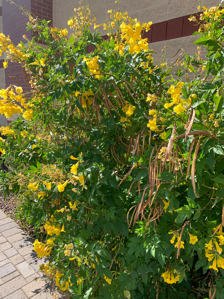 Arizona yellowbells (Tecoma stans) - 1 gallon