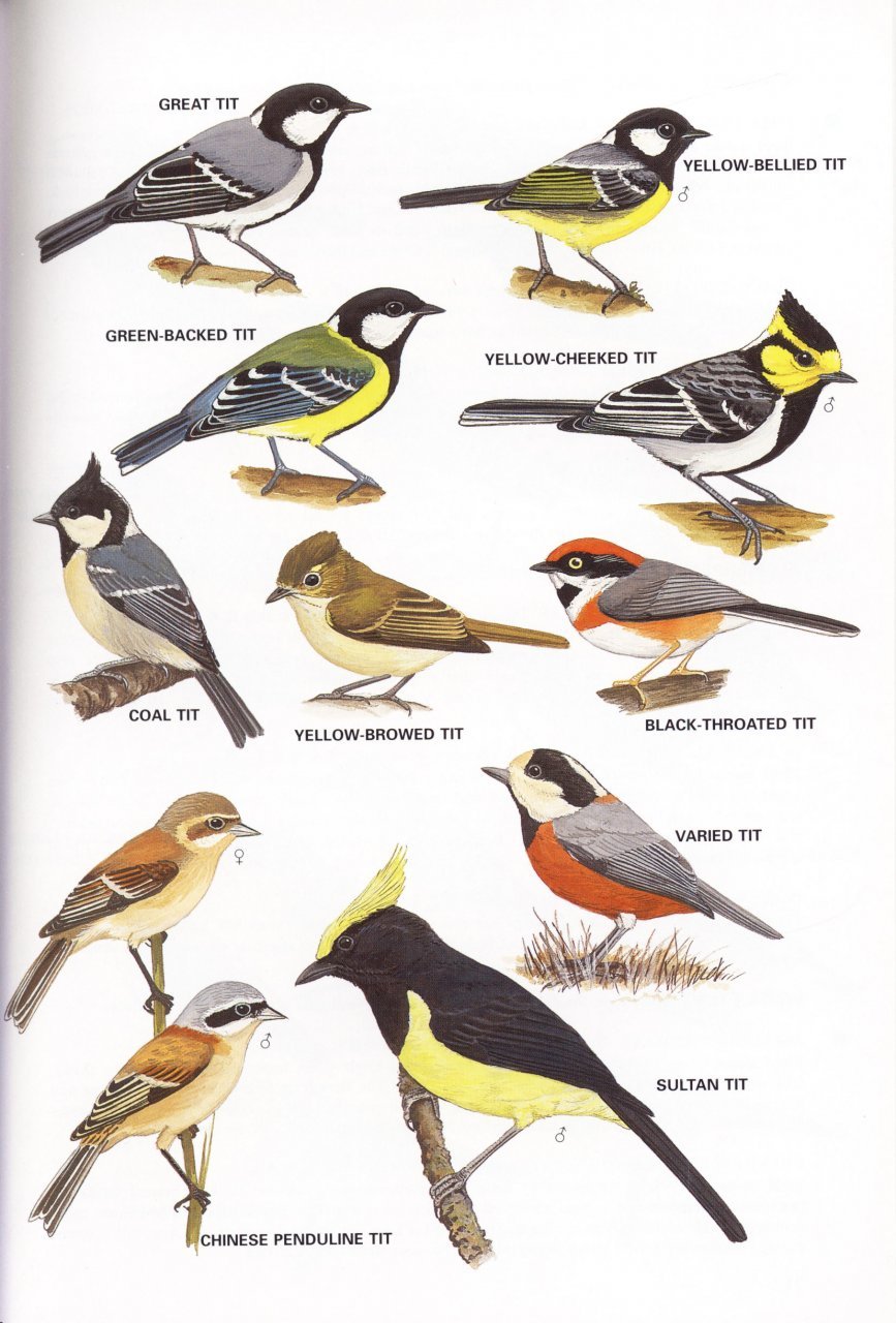 USED- Birds of Hong Kong and South China