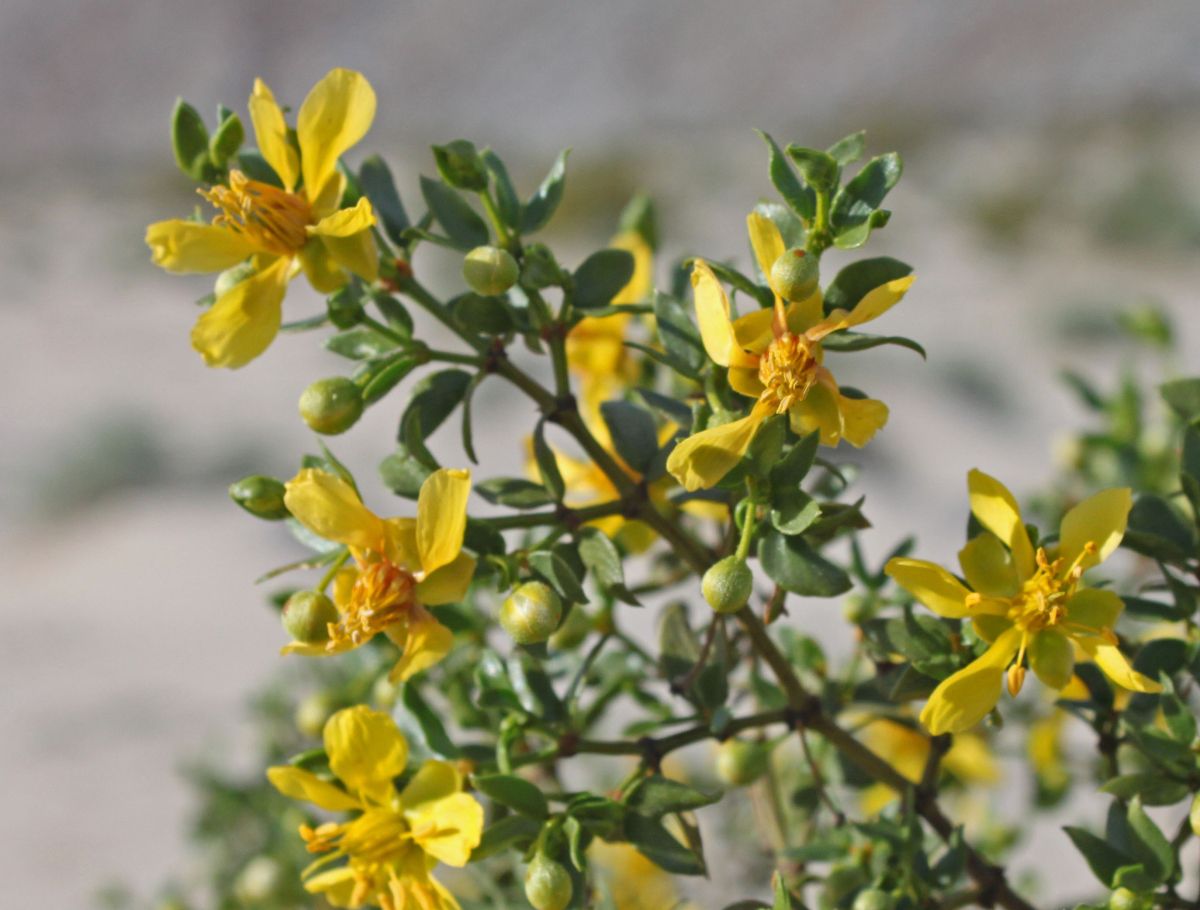 Creosote bush (Larrea tridentata) - 1 gallon