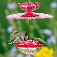 Bundle - Humm Blossom Feeder and Accessory Kit