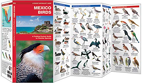 Mexico Birds